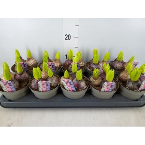 Hyacinthus orie.   ...mix/pot