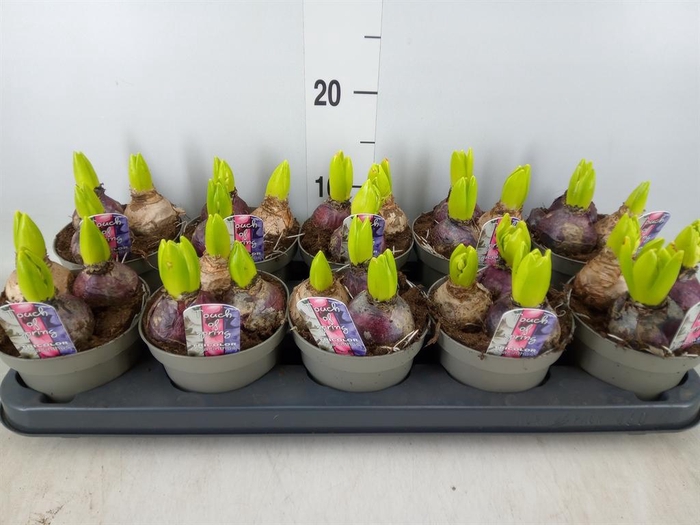 <h4>Hyacinthus orie. ...mix/pot</h4>