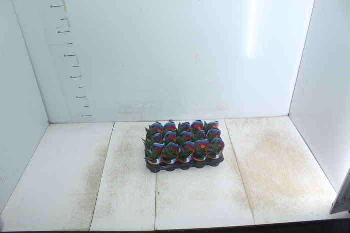 <h4>ALOE ARISTATA P06</h4>