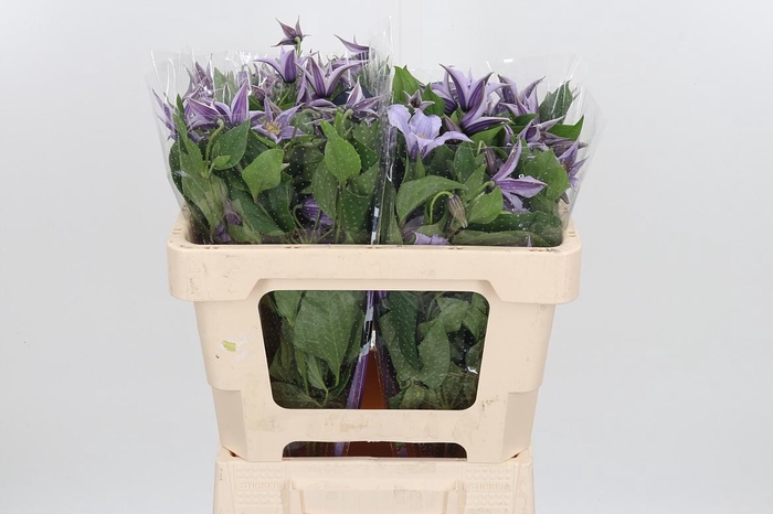 <h4>Clem Star River Lavendel</h4>