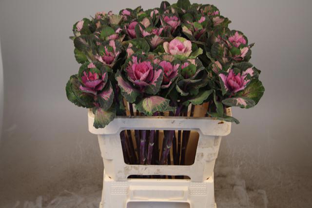 <h4>BRASS RED CRANE</h4>