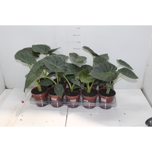 ALOCASIA REGAL SHIELDS P12