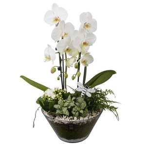 PTIG2679 Arrangementen kamerplanten
