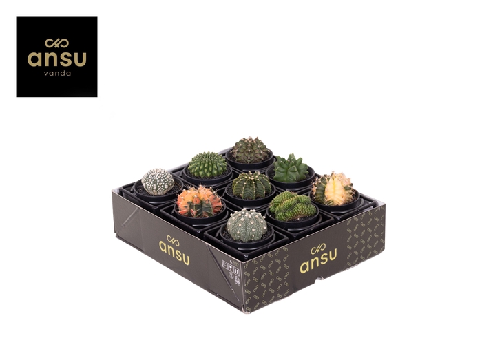 CACTUS OV
