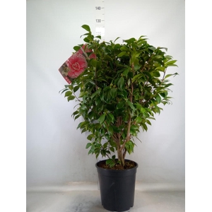 Camellia japonica