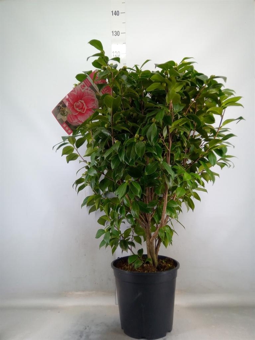 <h4>Camellia japonica</h4>