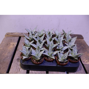 arr8 Aloe Humilis