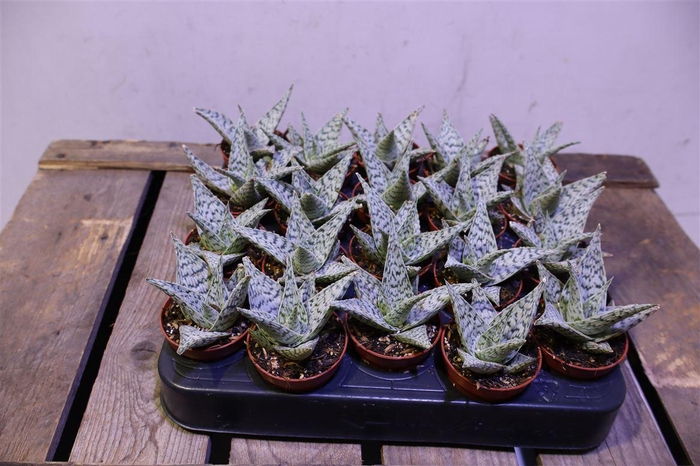<h4>arr8 Aloe Humilis</h4>