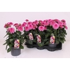 Dahlia Labella Grande Dark Pink