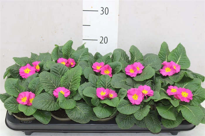 <h4>Primula Acaulis Cairo Rose</h4>