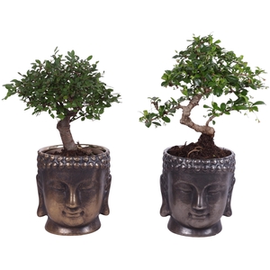 Bonsai Indoor Mix Ø12cm Mix B/S Shape in Ceramic Buddha Ø15cm