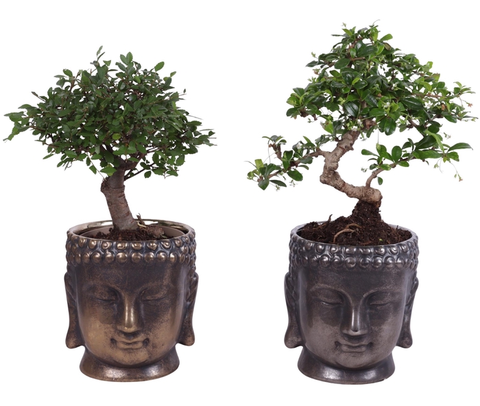 <h4>Bonsai Indoor Mix Ø12cm Mix B/S Shape in Ceramic Buddha Ø15cm</h4>