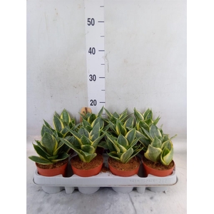 Sansevieria trifa. 'Golden Hahnii'