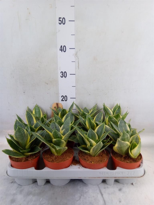 <h4>Sansevieria trifa. 'Golden Hahnii'</h4>