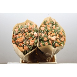 Anem Marianne Powder Abricot