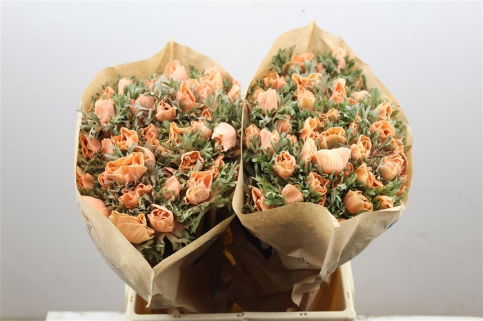 <h4>Anem Marianne Powder Abricot</h4>