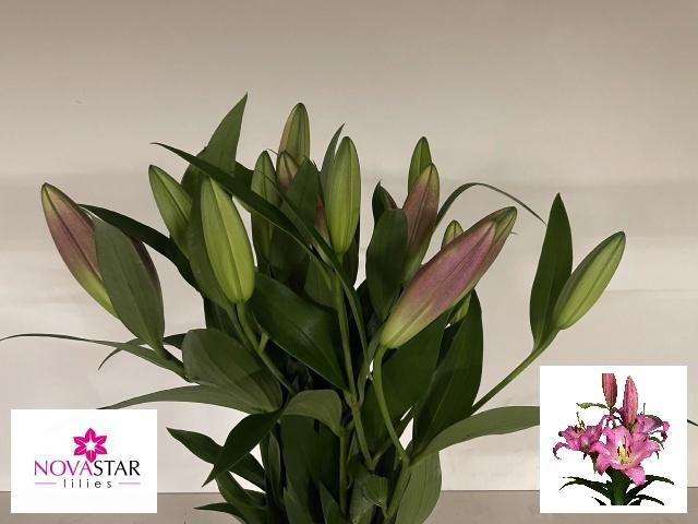 <h4>LI OT TOUCHSTONE</h4>