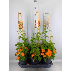Thunbergia alata 'Orange BlackEye'