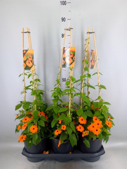 <h4>Thunbergia alata 'Orange BlackEye'</h4>