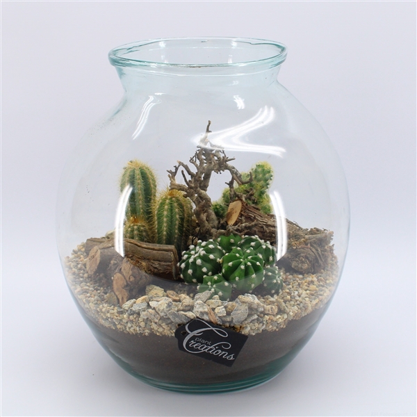 <h4>CTCR-2426 Cactus Essentials Terrarium</h4>