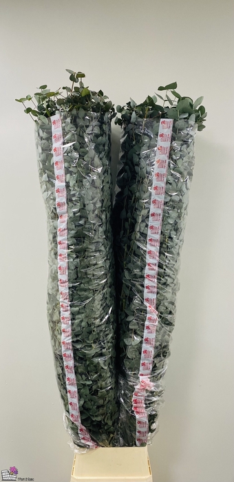 <h4>Leaf eucalyptus cinerea per stem 200cm</h4>