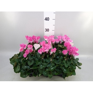 Cyclamen MD 'Fusion Midi'