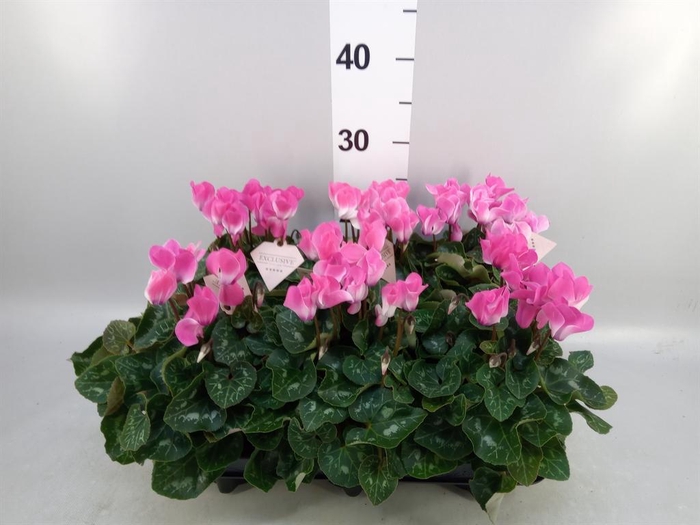 <h4>Cyclamen MD 'Fusion Midi'</h4>
