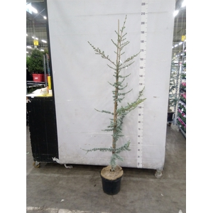 Cedrus libani 'Glauca'