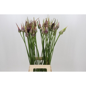 Allium Mystic Merlin