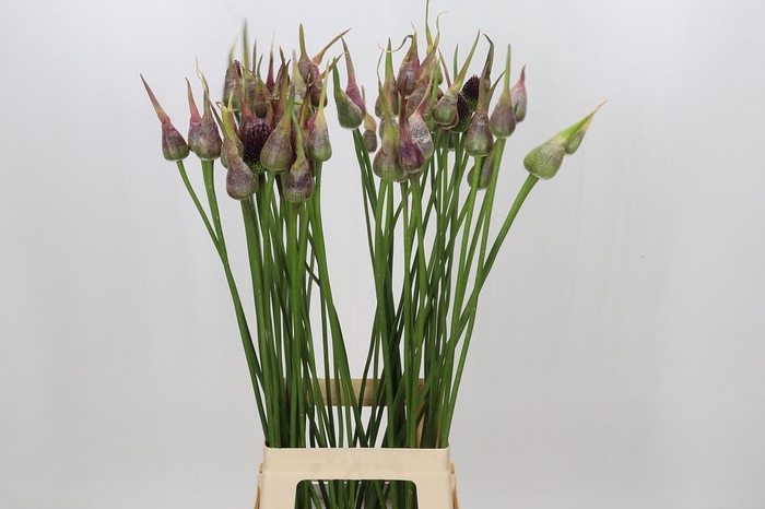 <h4>Allium Mystic Merlin</h4>