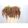 Amaranthus caudatus 'Coral Fountain'