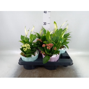 Arr.    Planten  L%