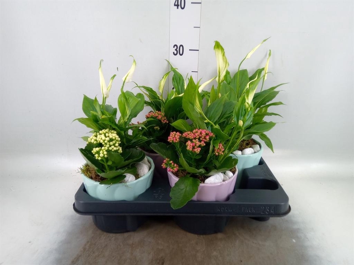 <h4>Arr.    Planten  L%</h4>