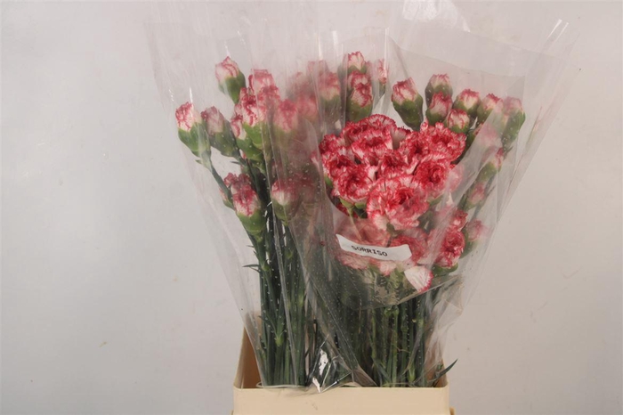 <h4>Di St Sorriso</h4>