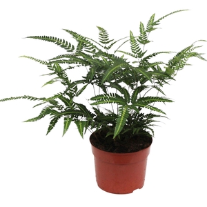 Rumohra Adiantiformis 'Variegata' (Winterhard)