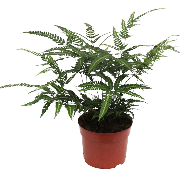 <h4>Rumohra Adiantiformis 'Variegata' (Winterhard)</h4>