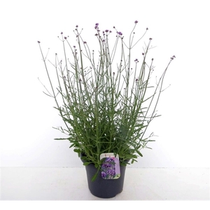 Verbena bonariensis