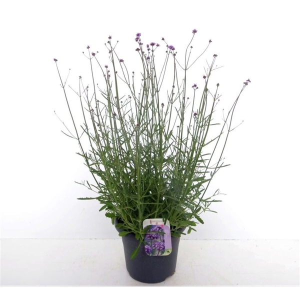 <h4>Verbena bonariensis</h4>