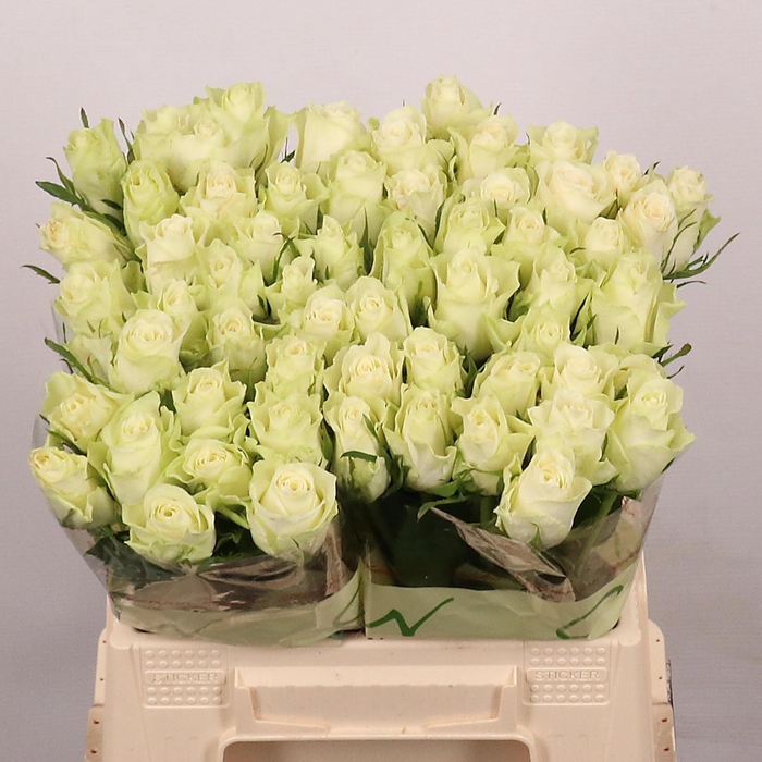 <h4>R GR ATHENA</h4>