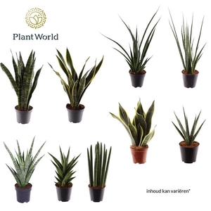 Sansevieria autre