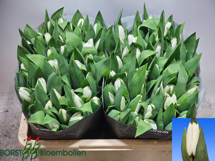 <h4>TU EN KIRCHBERG</h4>