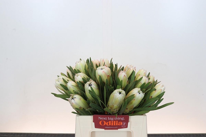 <h4>PROTEA WHITE NIGHT</h4>