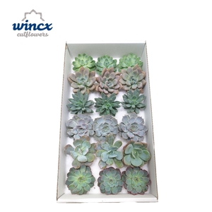 Echeveria Ice Mix (Wincx) Cutfl (6 Spcs) Wincx-8cm