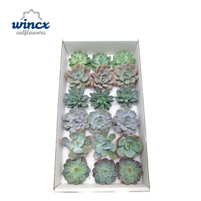 <h4>Echeveria Ice Mix (Wincx) Cutfl (6 Spcs) Wincx-8cm</h4>