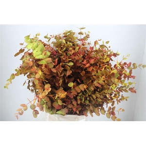 Euca Cinerea De Luxe 200gr P Bunch