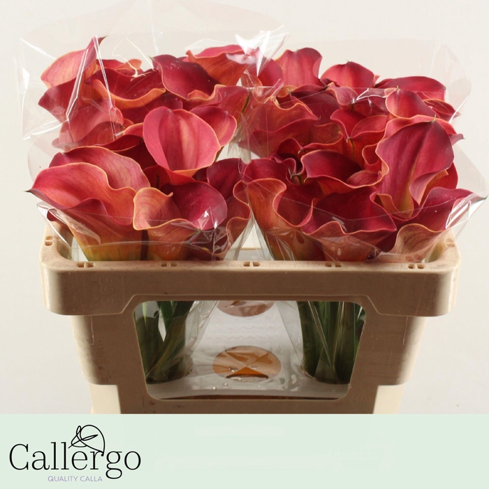 <h4>ZANT CALL ARUNA</h4>