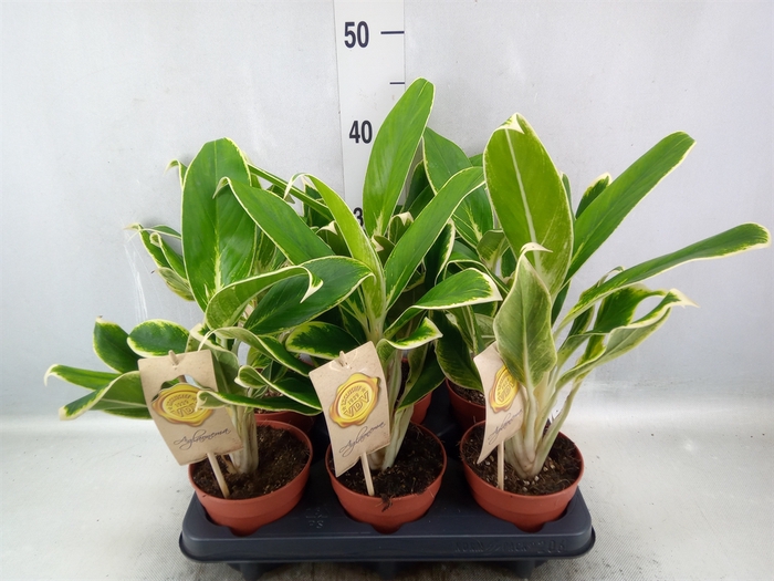 <h4>Aglaonema  'White Lime'</h4>