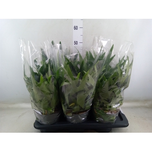 Platycerium bifurc.