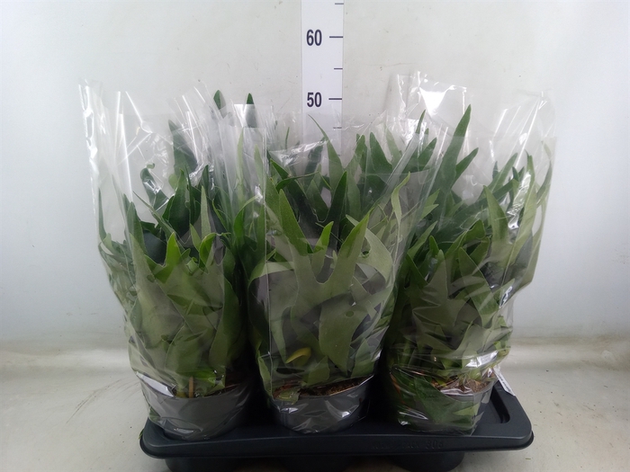 <h4>Platycerium bifurc.</h4>