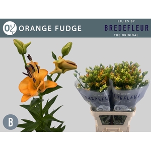 LI LA OV Orange Fudge 3+